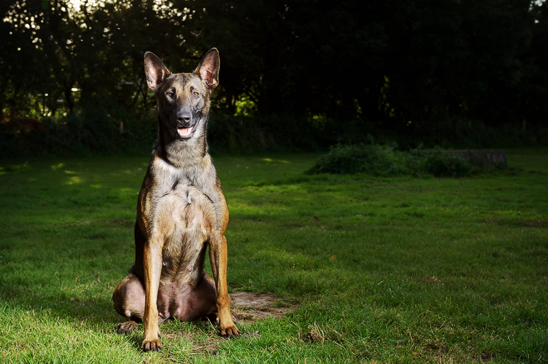 Dog photography Pet photography Staffordshire