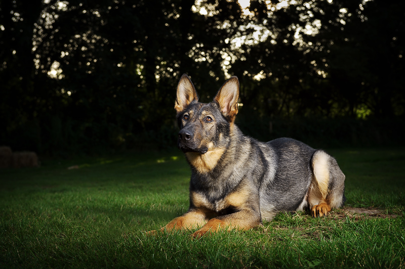 Alsatian photography Stafford Pet photographer