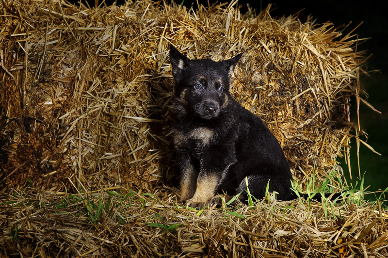 Alsatian puppies family photographer