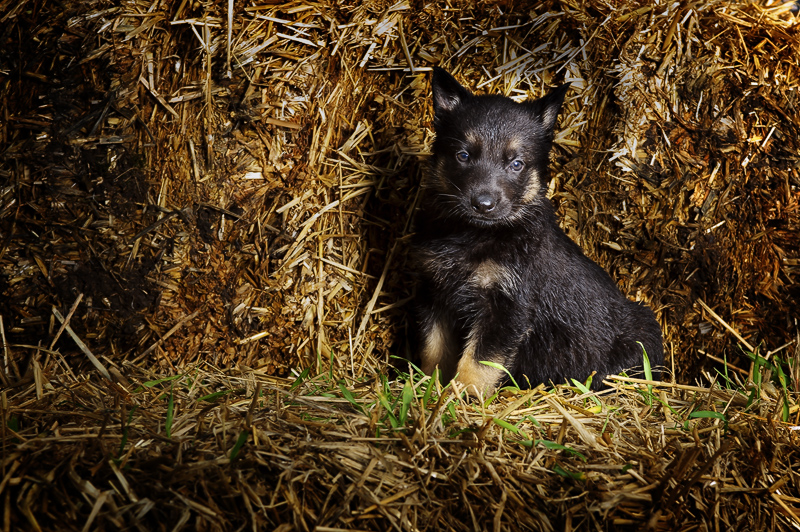 stafford pet photographer Pet photography Staffordshire