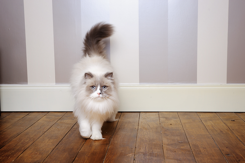 ragdoll ragdoll