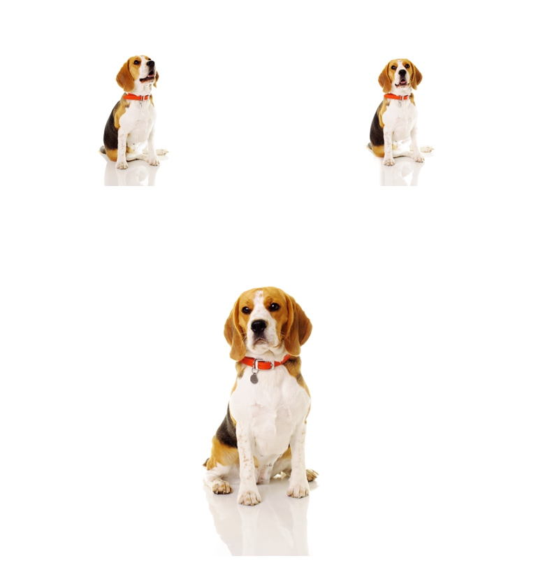 dog photography