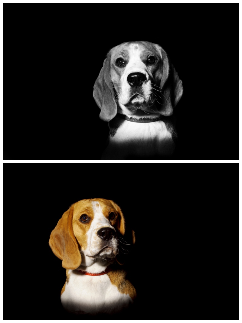 dog photography