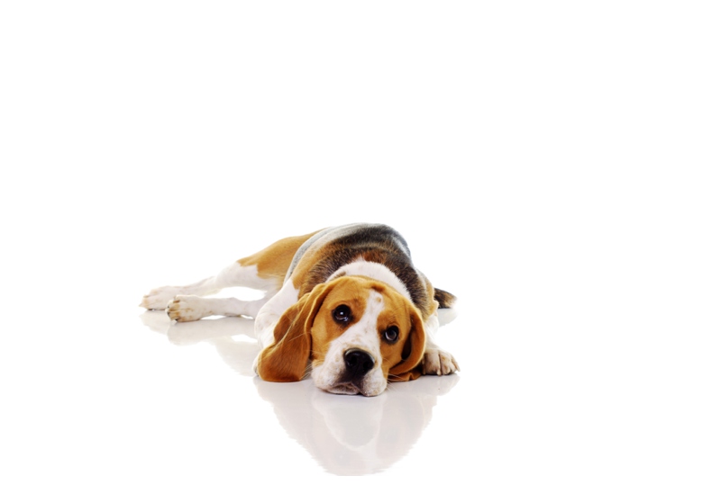 dog photography