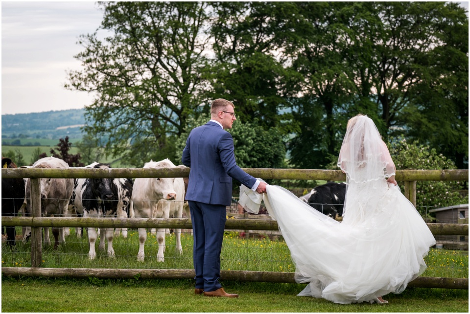 cows