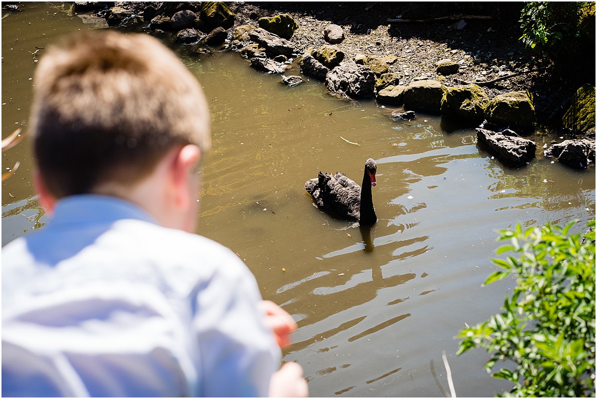 black swan watched by wedding guest
