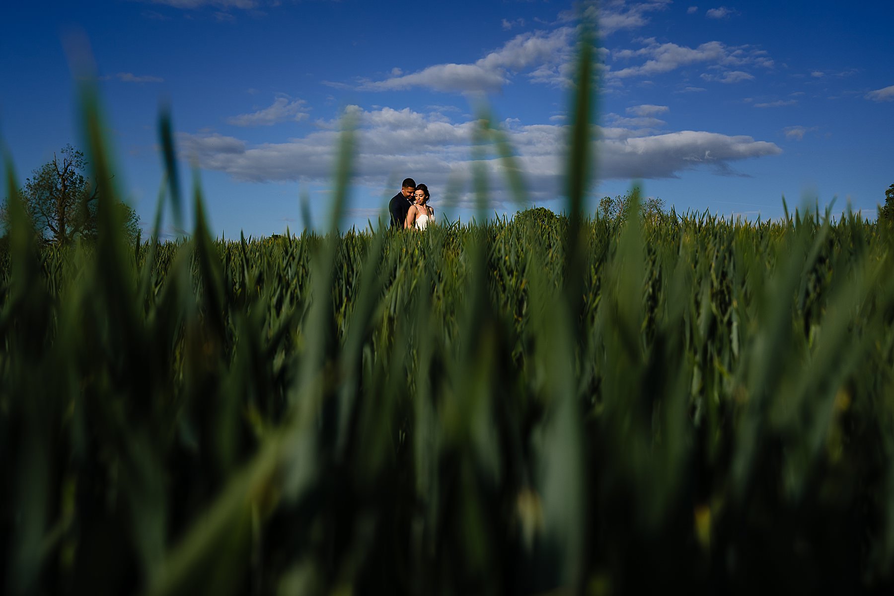 bride and groom in cornfield