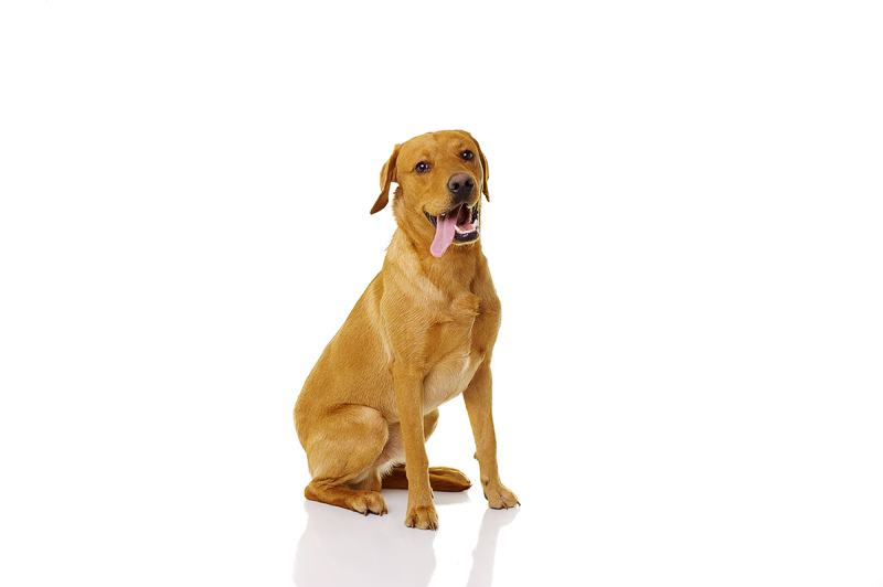 Staffordshire Pet Photographer – Billy and Digger