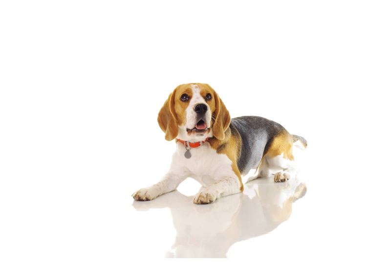 dog photography