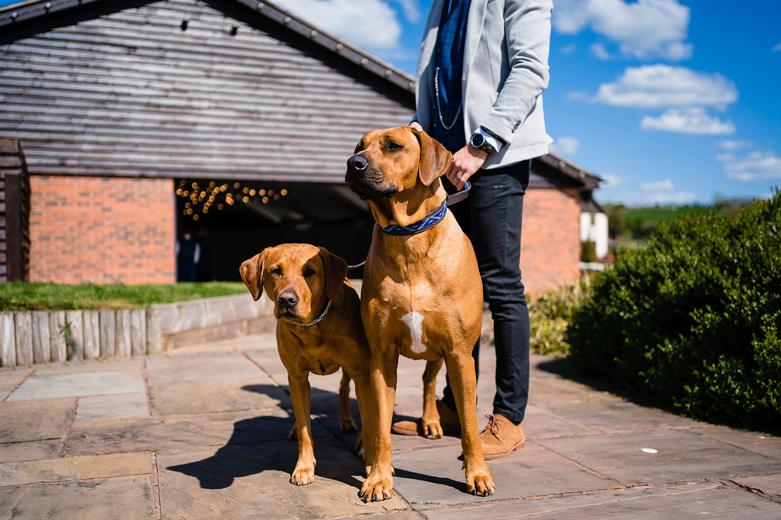 dogs at weddings