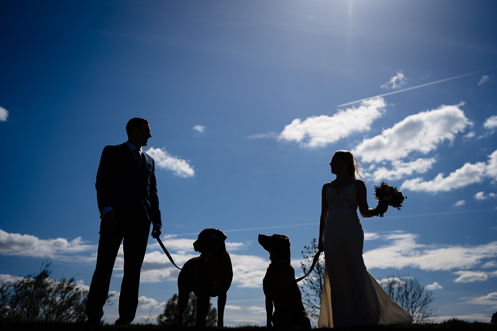 dogs with wedding couple
