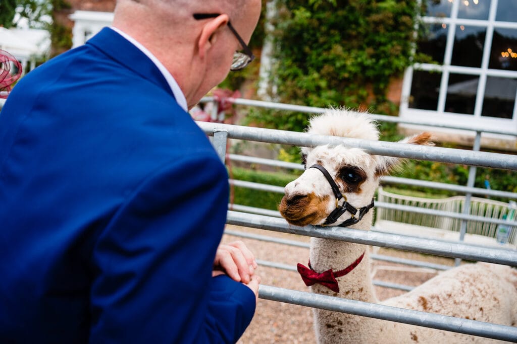alpaca at wedding